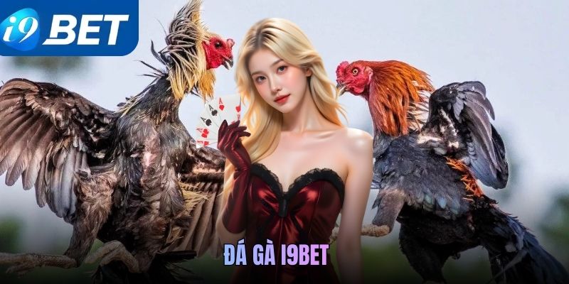 Đá gà i9bet